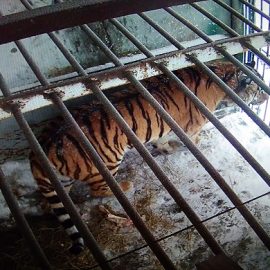 В реабилитационный центр «Утес» доставлен ещё один тигр, подозреваемый в убийстве человека.
